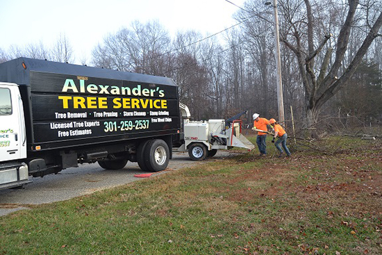 Charles MD Tree Removal